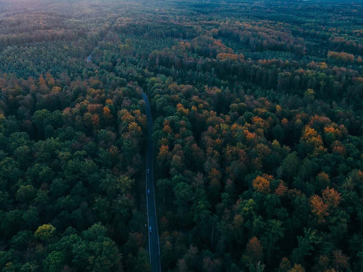 tree aerial photography of road surrounded by trees forest
